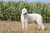 IRISH WOLFHOUND 088